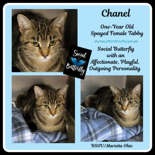 Adopt-a-pet: Chanel